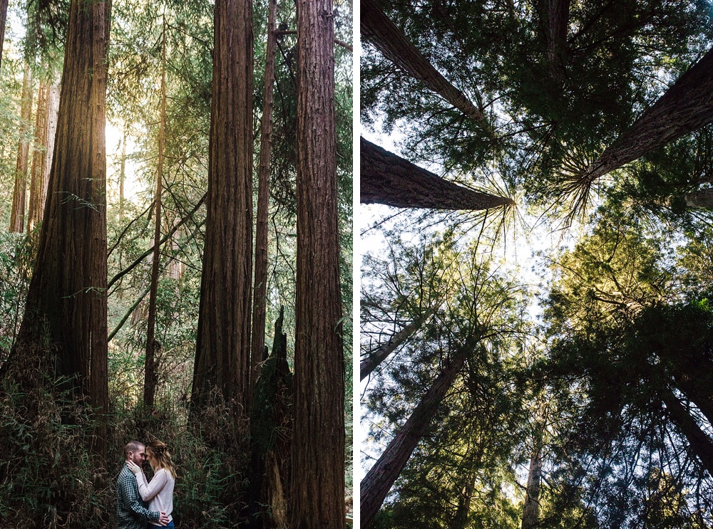 Marin County Engagement Session California Redwoods