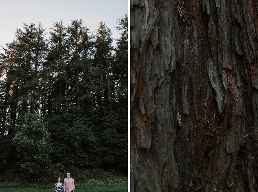 wide and close up of trees at redwood regional park engagement by amy thompson photography