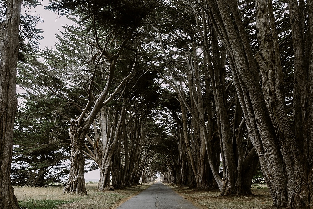 Cyprus Tree tunnel for bay area engagement locations blog by amy thompson photography
